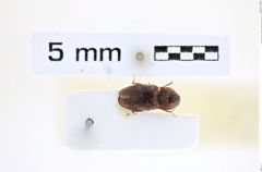 Foto (Dorsalansicht) von Adelocera afghana (Platia & Gudenzi, 2002) (NHMW-ZOO-COL-0008213)